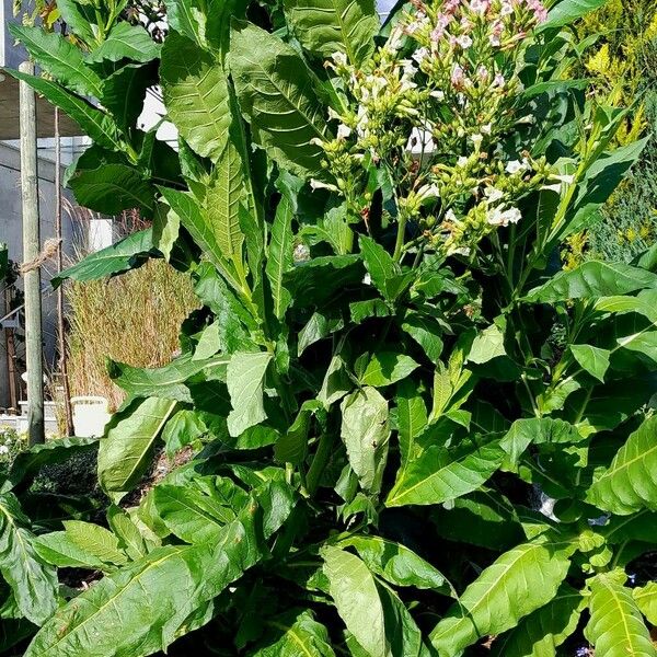 Nicotiana tabacum Habit