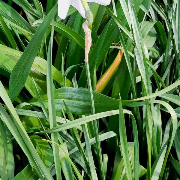 Narcissus poeticus Habitat