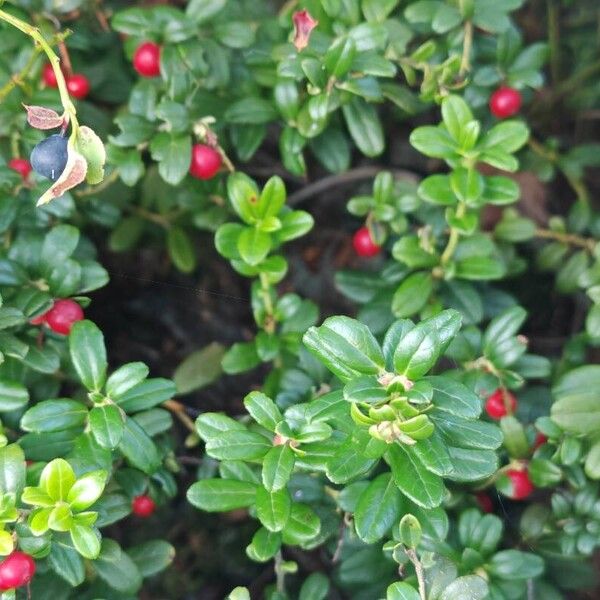 Vaccinium vitis-idaea Lehti