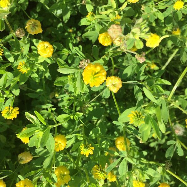 Trifolium aureum Flower