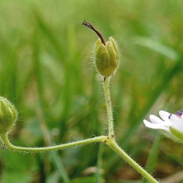 Geranium pusillum Fruit