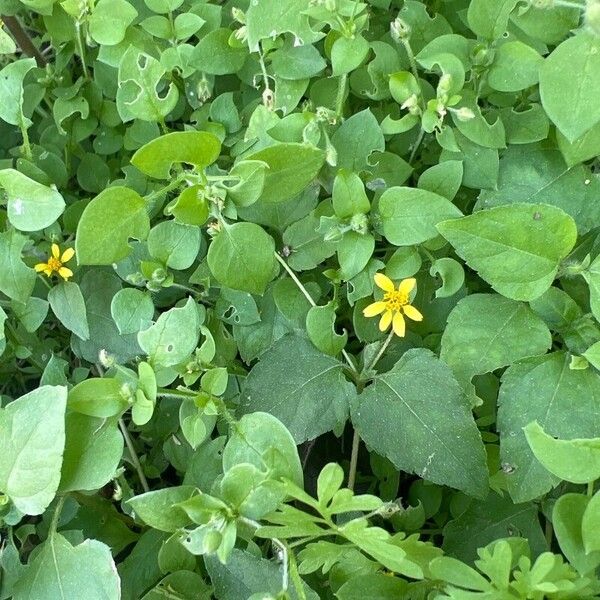 Calyptocarpus vialis Flor