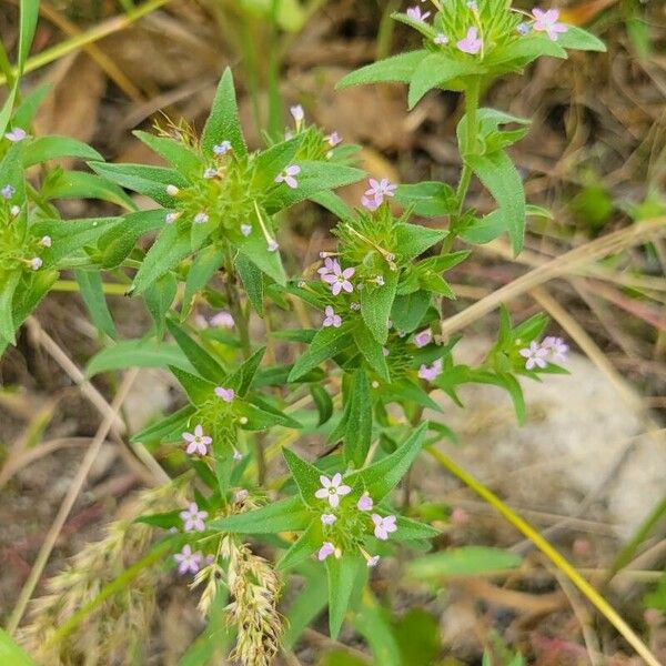 Collomia linearis 花