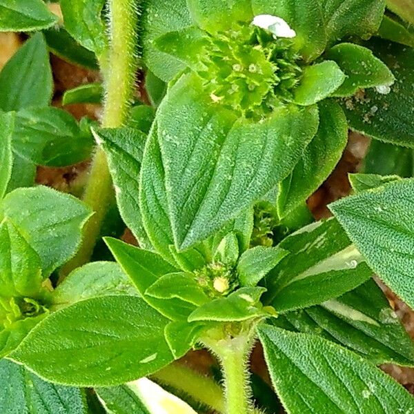 Richardia scabra Leaf