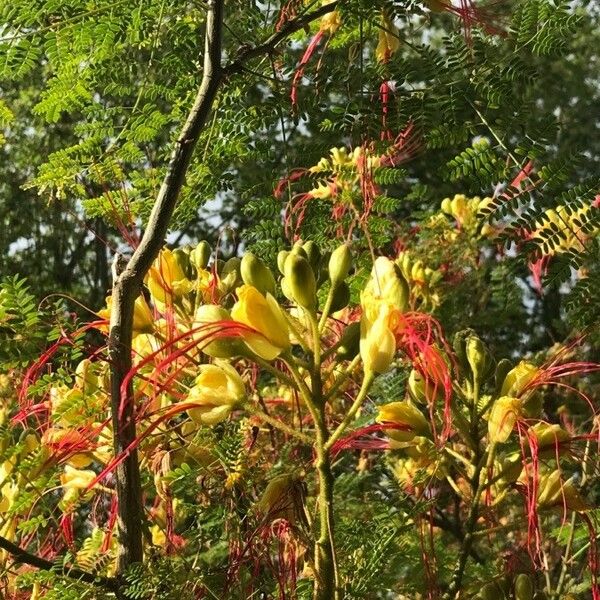 Caesalpinia gilliesii Цветок