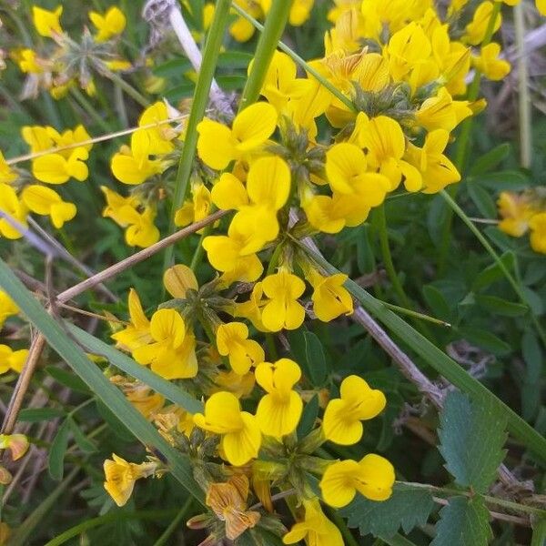 Hippocrepis comosa പുഷ്പം