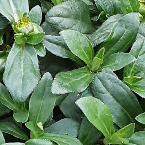 Sanvitalia procumbens List