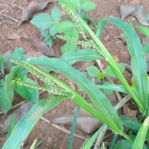 Paspalum paniculatum Tervik taim