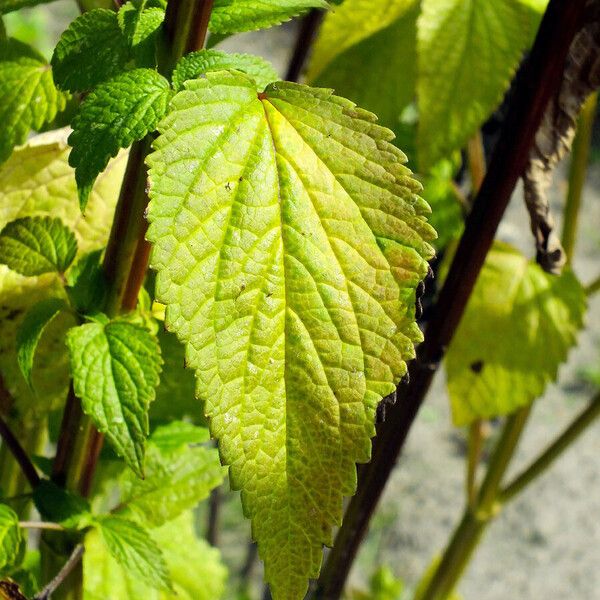 Agastache foeniculum Frunză