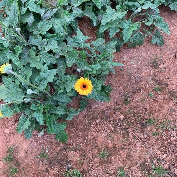 Gerbera jamesonii Fiore