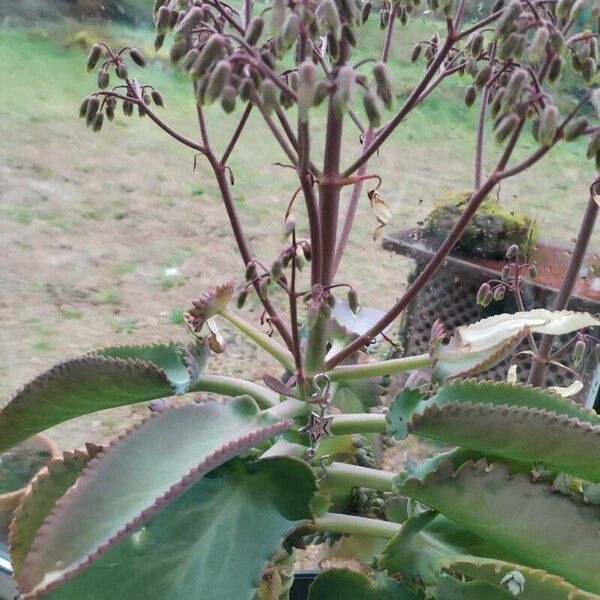 Kalanchoe laetivirens Celota