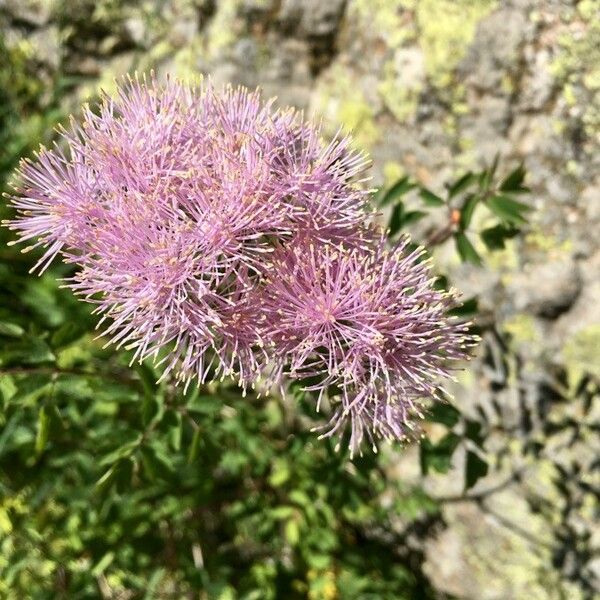 Thalictrum aquilegiifolium പുഷ്പം