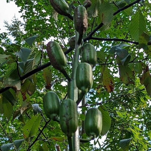 Cardiocrinum giganteum Цвят