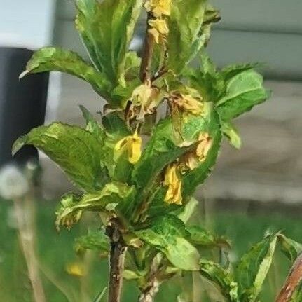 Weigela florida Blomma