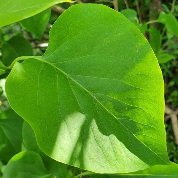 Syringa vulgaris Blad