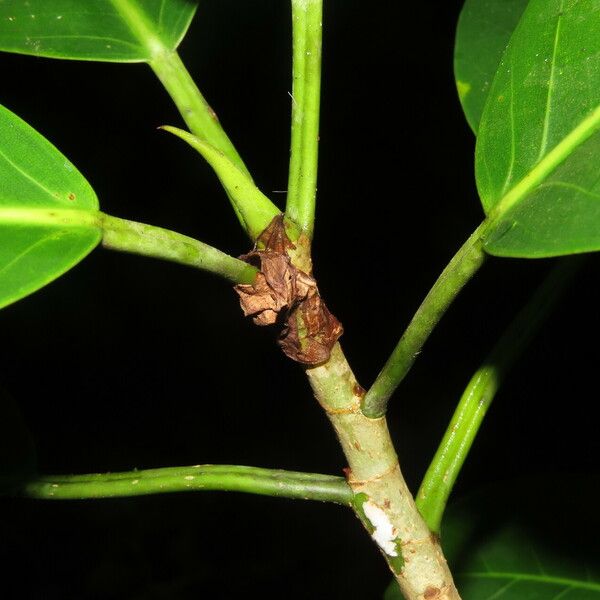 Ficus obtusifolia Lapas