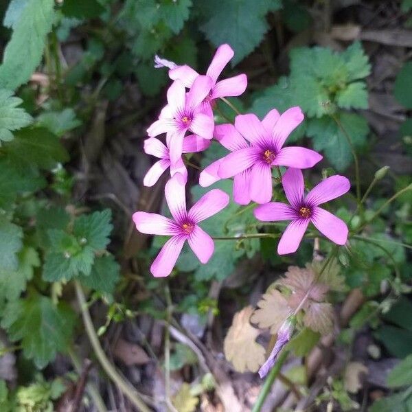 Oxalis articulata 花