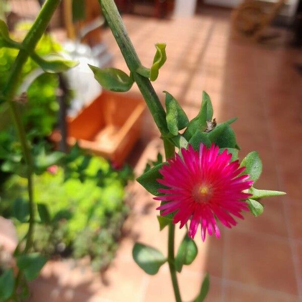 Mesembryanthemum cordifolium Flors