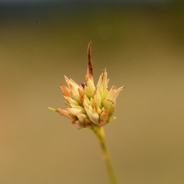 Rhynchospora alba Cvet