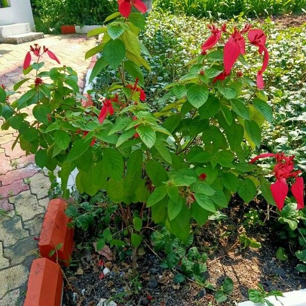 Mussaenda erythrophylla Cvet