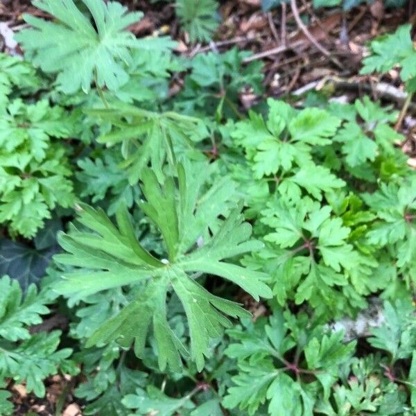 Geranium carolinianum Folla