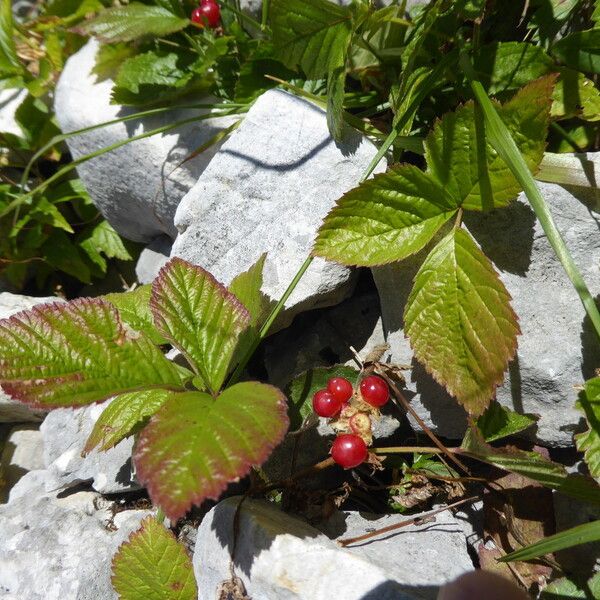 Rubus saxatilis (Stone bramble)
