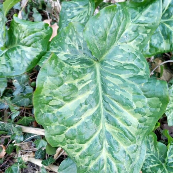 Arum italicum Hoja