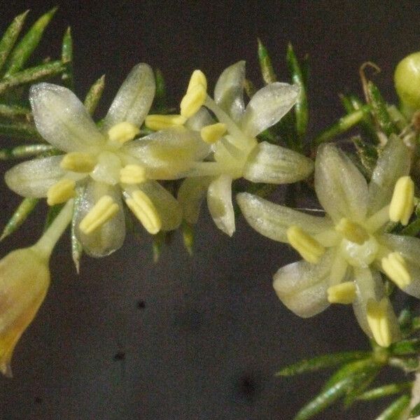 Asparagus acutifolius Fleur