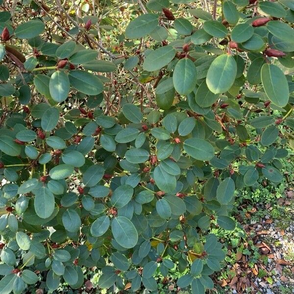 Rhododendron williamsianum पत्ता