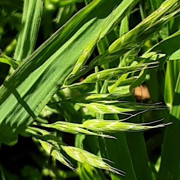 Bromus hordeaceus 花