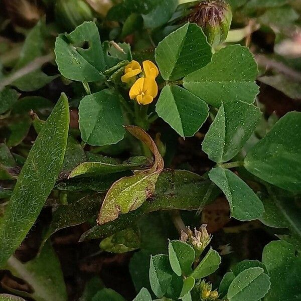 Medicago polymorpha Kwiat