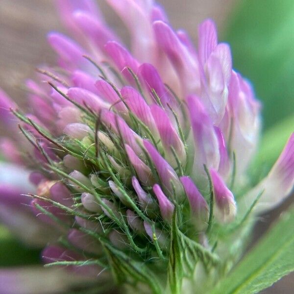 Trifolium pratense Kwiat