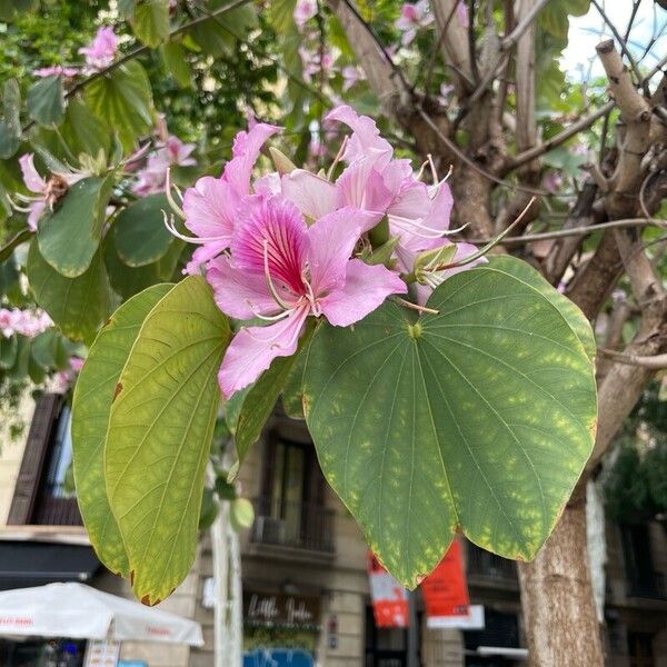 Bauhinia purpurea Blomst