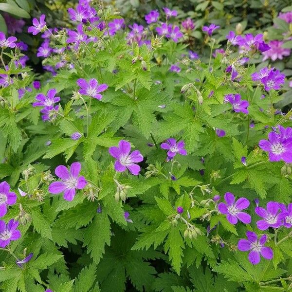 Geranium sylvaticum Máis