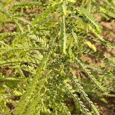 Parkinsonia aculeata Deilen