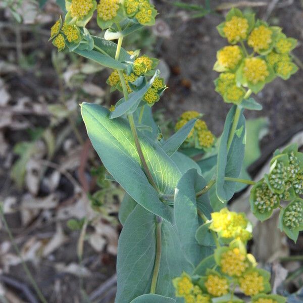 Bupleurum lancifolium Flor