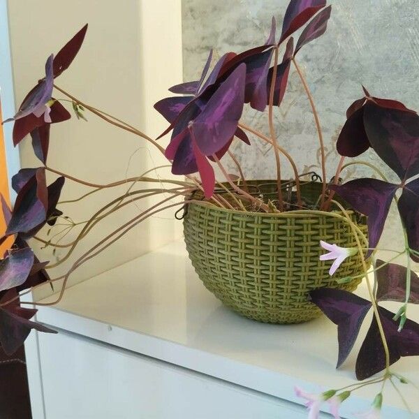 Oxalis triangularis Deilen