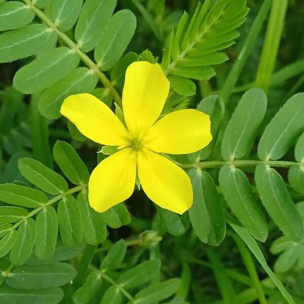 Tribulus cistoides ᱵᱟᱦᱟ