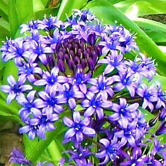 Scilla peruviana Flors