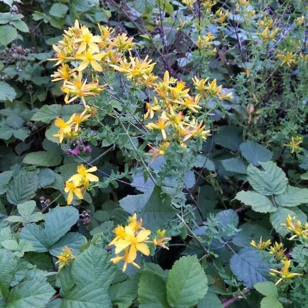 Hypericum hirsutum (Hairy st. john's-wort)