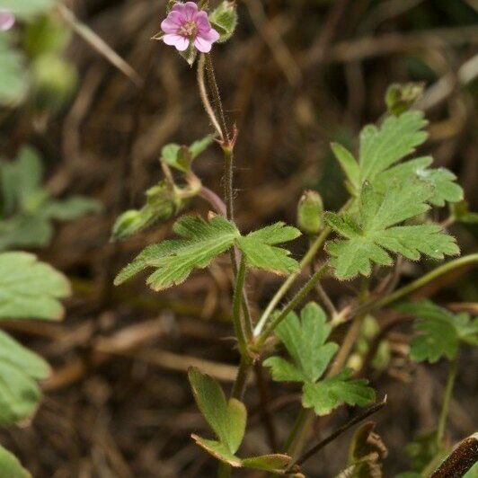 Geranium divaricatum Sonstige