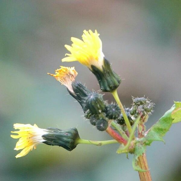 Sonchus oleraceus Máis