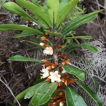 Pycnandra comptonii Hábitos