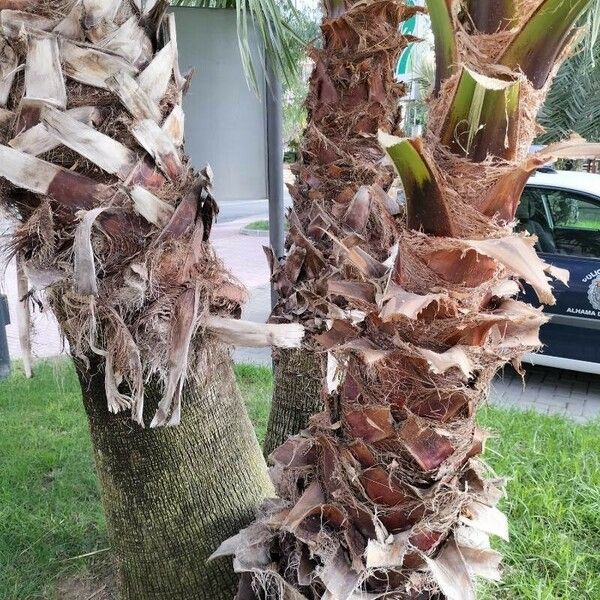 Washingtonia robusta Žievė