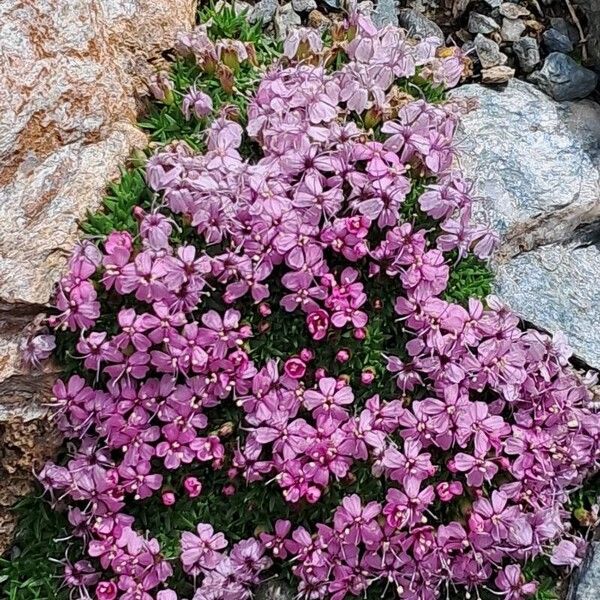 Silene acaulis Blomma