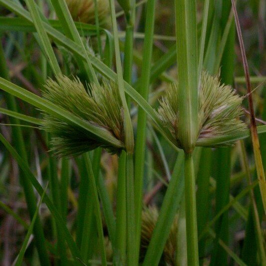 Carex bohemica Fruit