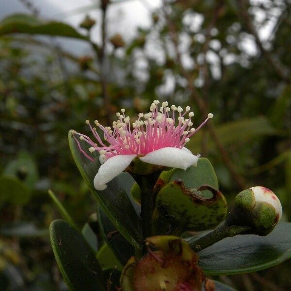 Eugenia buxifolia Květ