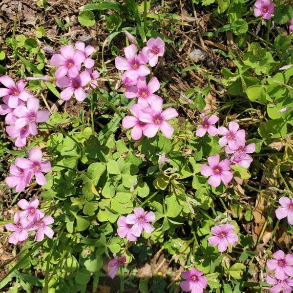 Oxalis debilis Λουλούδι