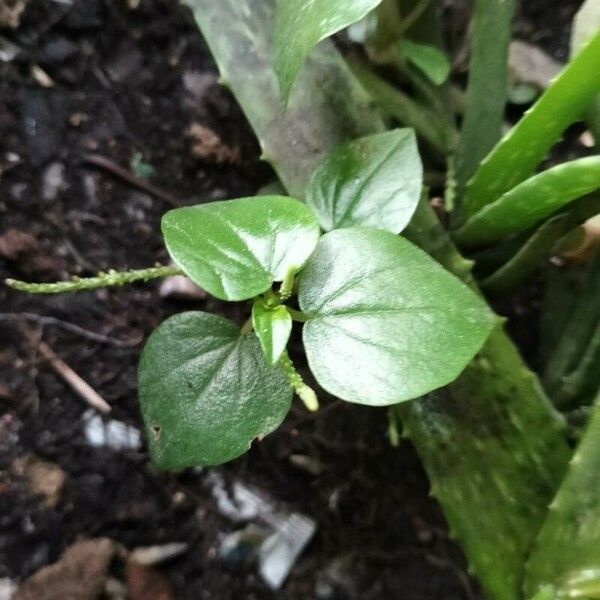 Peperomia pellucida Folha