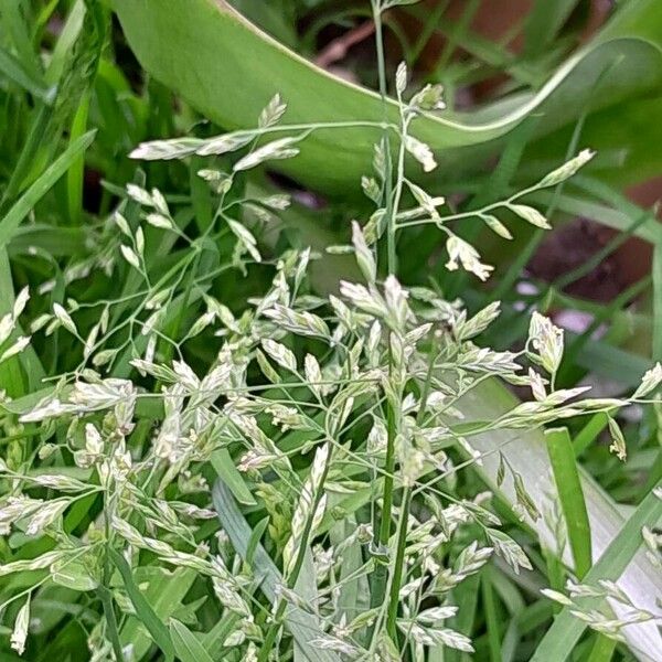 Poa annua ফুল